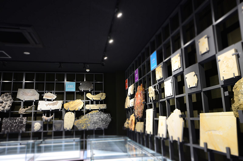 第５展示室　魅惑の化石