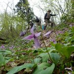 神道山で春の植物観察（きらら自然の会）