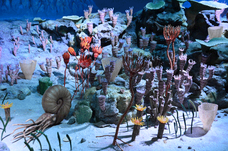 3億年前のサンゴ礁の模型写真