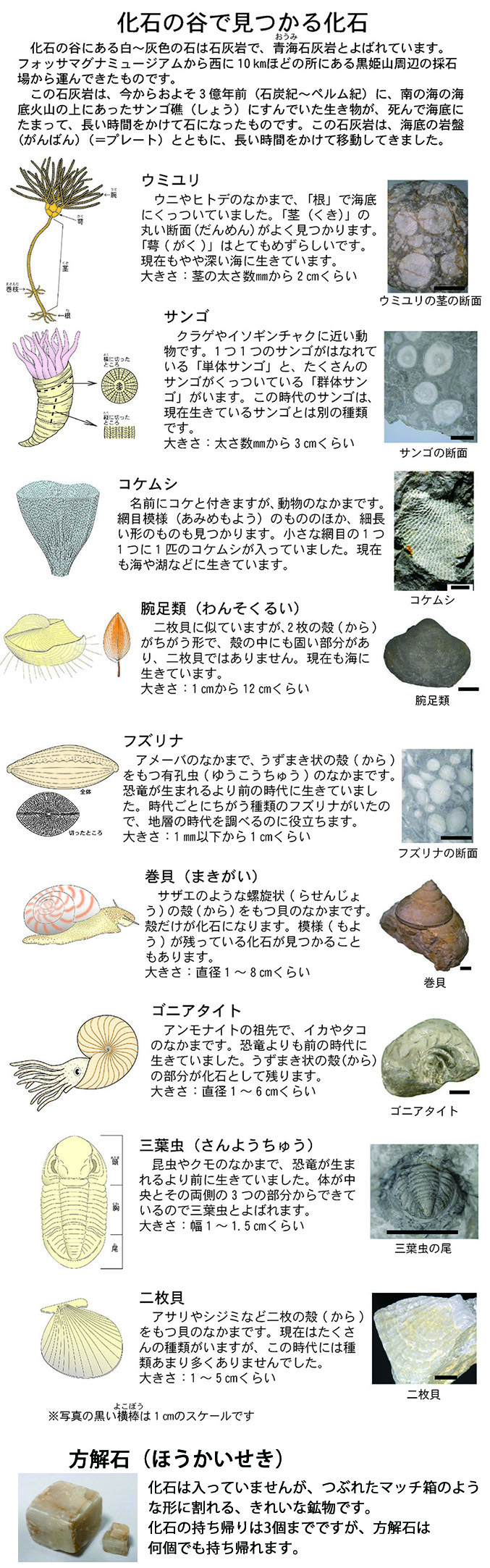 化石の谷 フォッサマグナミュージアム Fossa Magna Museum 新潟県